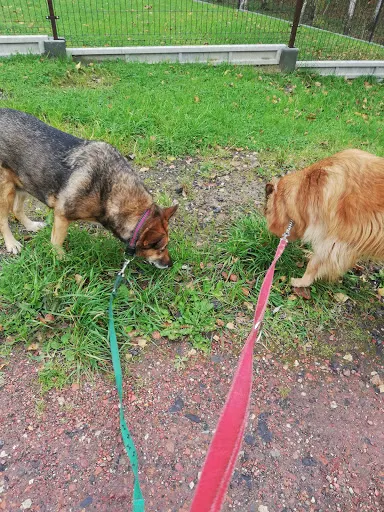 Petsitter Izabela Szczepańska - Opieka nad zwierzętami